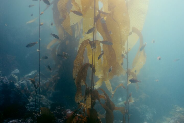 Snorkel Tour at Magic Island  - Photo 1 of 13